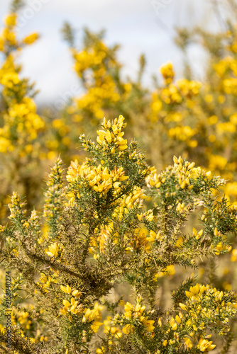 Bright yellow gorse flowers cover a dense spiky shrub, creating a warm spring meadow scene with a soft blurred wildflower background and natural textures