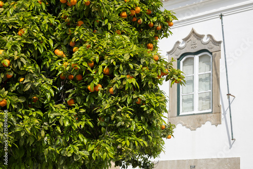 Orange Tree Laden With Ripe Fruit Beside Traditional White Mediterranean Building Window