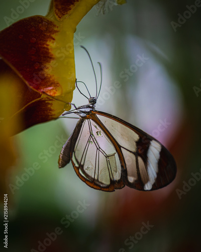 Glasswing butterfly - Greta oto