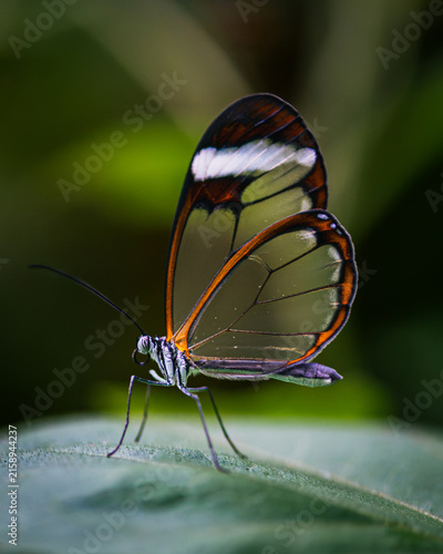 Glasswing butterfly - Greta oto