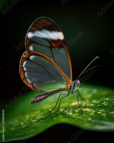 Glasswing butterfly - Greta oto