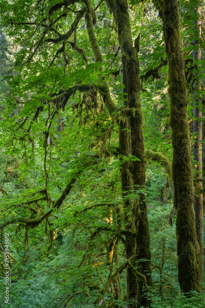 Fototapeta premium Exploring the lush greenery of Silver Falls State Park