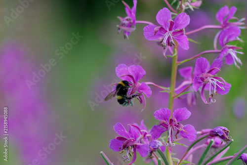 Fotografie Flowering fireweed plants and bumble bees.