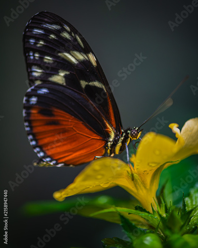 Tiger longwing - heliconius hecale