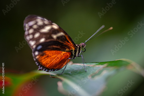 Tiger longwing - heliconius hecale