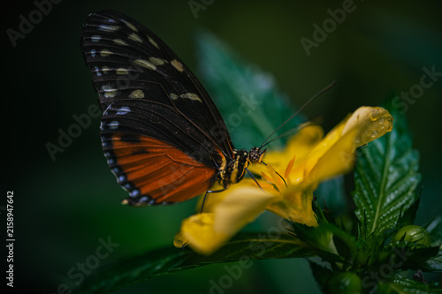 Tiger longwing - heliconius hecale