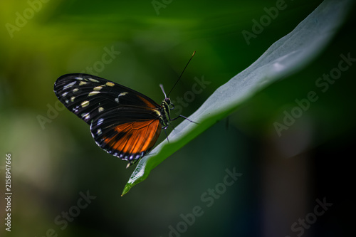 Tiger longwing - heliconius hecale