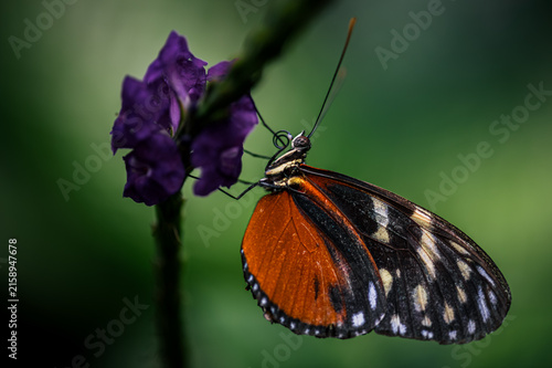 Tiger longwing - heliconius hecale