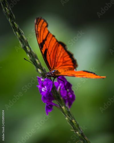 Dione juno, Juno silverspot, juno longwing, Juno heliconian
