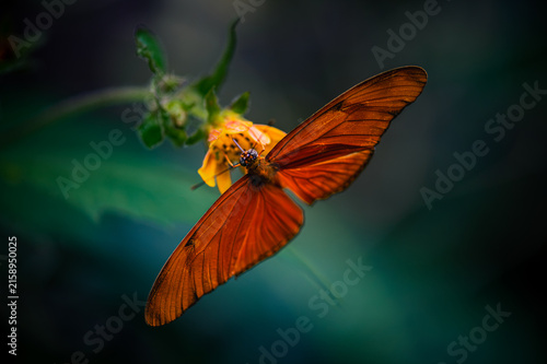 Dione juno, Juno silverspot, juno longwing, Juno heliconian