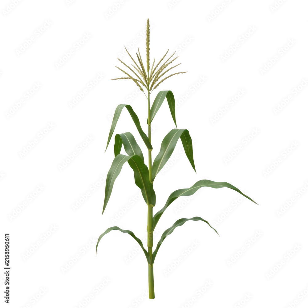 Fototapeta premium A single stalk of corn plant with golden tassel and green leaves isolated on transparent background