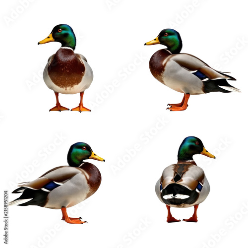 Detailed close-up four views of male mallard duck with green head brown chest and blue wing feathers isolated on white background