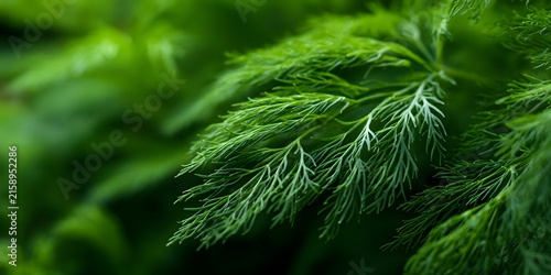 Fresh green dill herb leaves display fine textured fronds against blurred garden background.