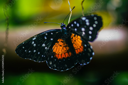 Chlosyne janais, the crimson patch, janais patch,
