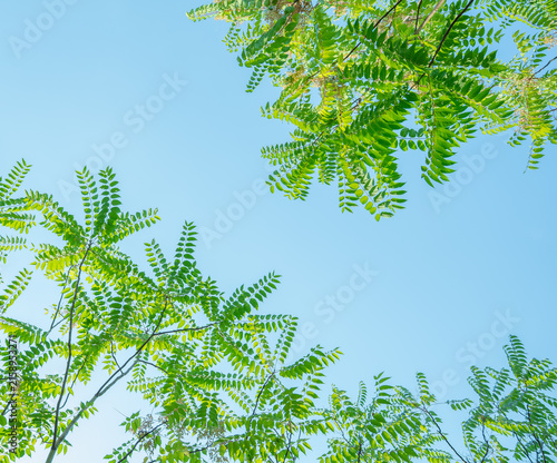 green tree branches with fresh leaves against clear blue sky in daylight nature background
