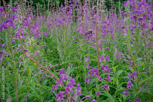 Obraz na płótnie Flowering fireweed plants and bumble bees.