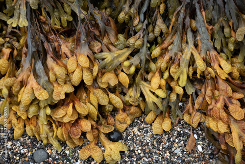 Canvastavla Fucus vesiculosus seaweed with characteristic air bladders