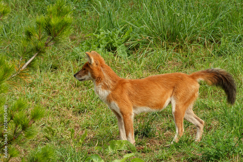 A young dhole (mountain wolf) looking for company.