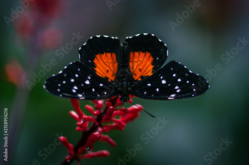 Chlosyne lacinia, the bordered patch, sunflower patch