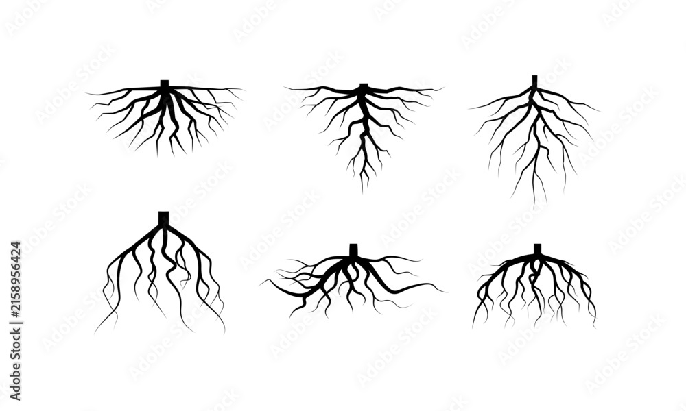Fototapeta premium Plant Root System Silhouettes