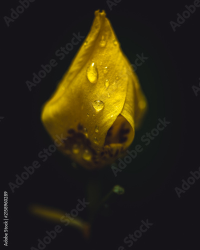 Yellow flower with water drops