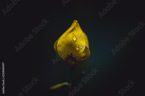 Yellow flower with water drops