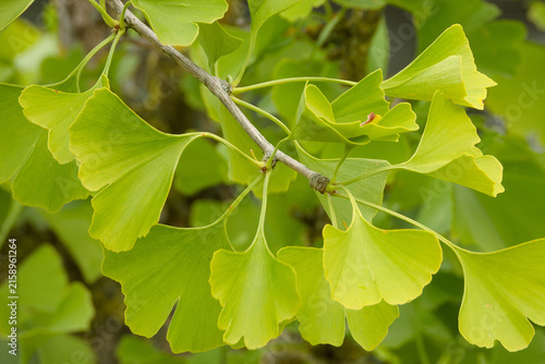 Ginkgo biloba, commonly known as ginkgo.