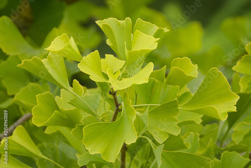 Ginkgo biloba, commonly known as ginkgo.