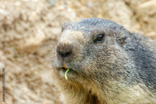 The alpine marmot (Marmota marmota) likes to eat plants.