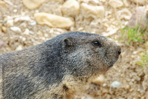 The alpine marmot (Marmota marmota) likes to eat plants.