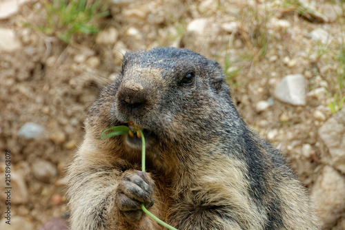 The alpine marmot (Marmota marmota) likes to eat plants.