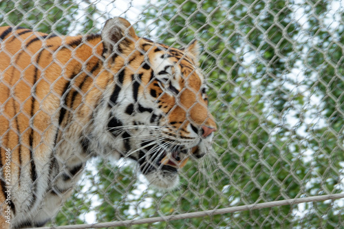 Iron mesh tube is a way to exhibit dangerous animals to crouds..