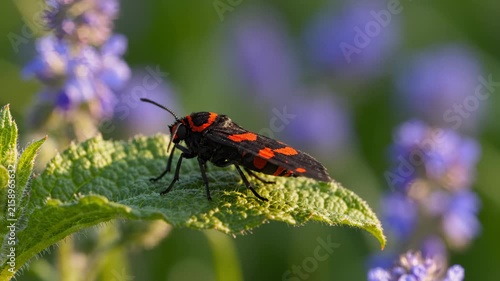 Cinnabar Moth Resting on a Green Leaf With Purple Flowers in the Background