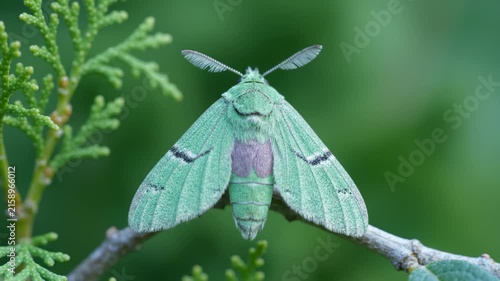 Close Up of a Beautiful Green Moth Resting on a Tree Branch in Nature