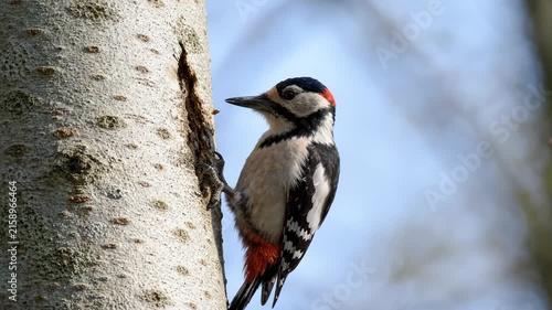 Great Spotted Woodpecker Perched on a Tree Trunk in the Forest