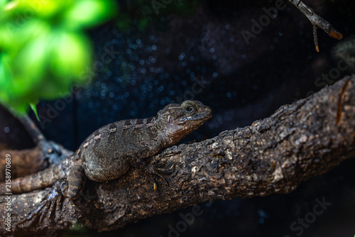 Photography Common spiny lizard