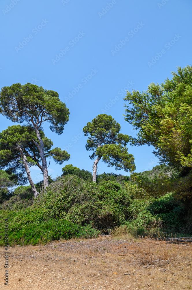 Fototapeta premium Tall pine trees standing against a clear blue sky on a sunny day