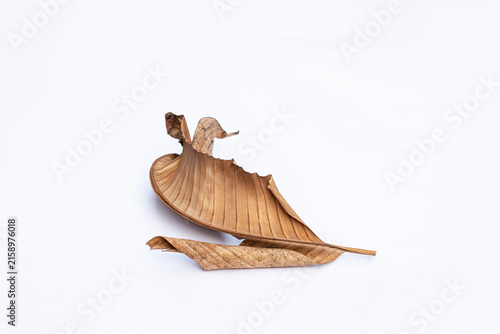 Dried Banana Leaf with Brown Natural Texture on White Background, Dead Dry Banana Leaf Isolated on White Background