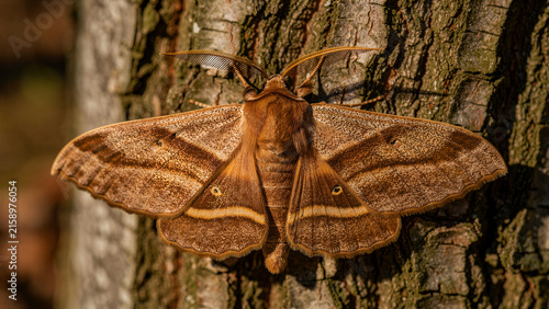 Large brown moth resting with spread wings on rough tree bark. Macro shot showcasing feathery antennae and intricate patterns. Wildlife biodiversity concept for nature education and research.