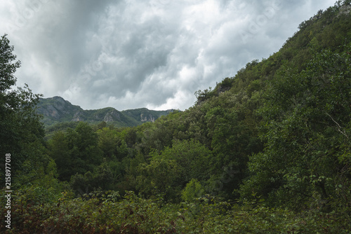фотографія dense green forest landscape with mountainous terrain under cloudy sky natural o