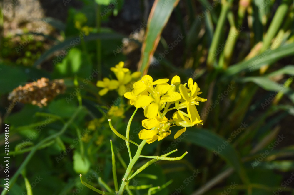 Fototapeta premium bee on yellow flowers vegetable flora