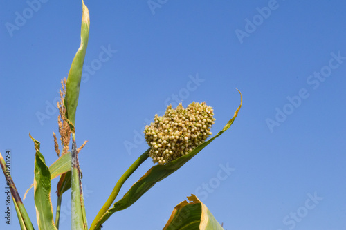 Foto sorghum seed yellow flower on blue sky background