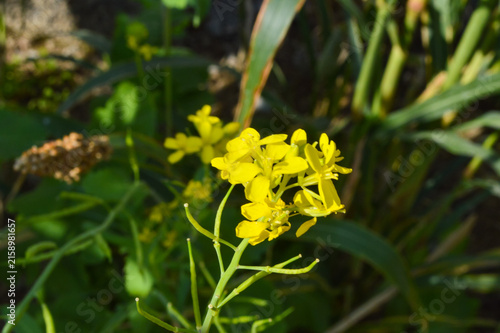 bee on yellow flowers vegetable flora