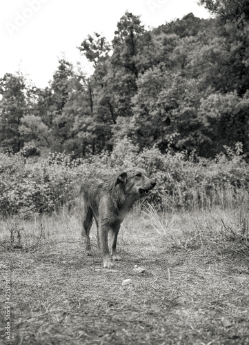 Konstfotografi stray dog standing on a dry grassy path with forest background in black and whit