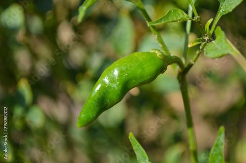 green chili pepper