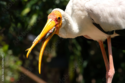 Photography The painted stork (Mycteria leucocephala) is a large wader in the stork family