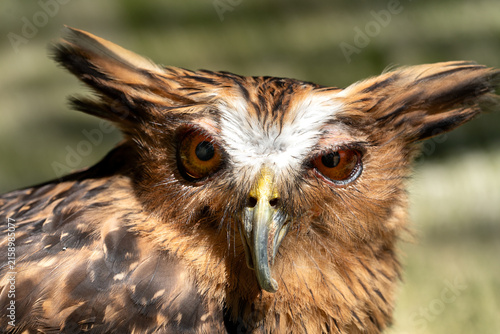 This striking bird is a Buffy Fish Owl (Ketupa ketupu), known for its distinctive ear tufts, piercing gaze, and sharp, curved beak. 