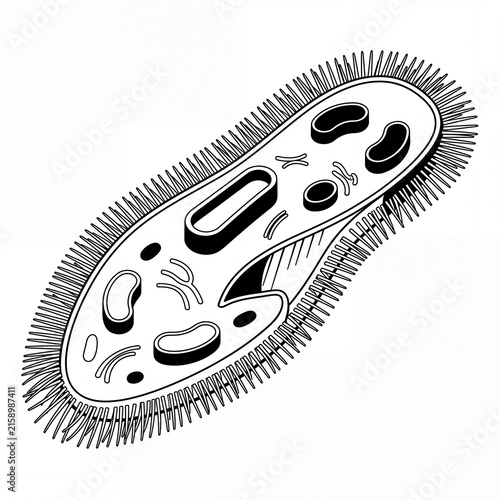 Detailed Biological Diagram of a Paramecium Single Celled Organism Featuring Internal Cellular Anatomy and Cilia Structures for Scientific Study