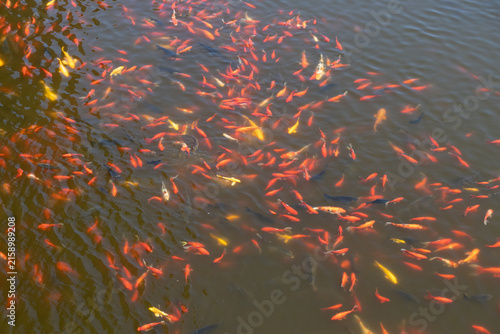 Canvas Print Colorful koi fish swimming in murky pond, vibrant orange and gold scales creatin
