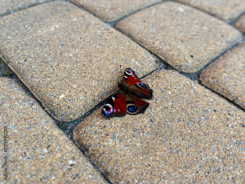 Obraz na plátně European peacock butterfly, Aglais io, rests on warm stone paving with wings fully open, revealing distinctive red, blue and black eyespots